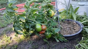 Томатный гном Арктическая роза. Падает под тяжестью урожая!