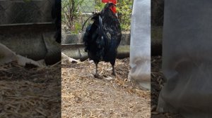 Сильверудд блю ,очень хорошие куры и несушки из Швеции,а ещё не обычные яйца несут,зеленые