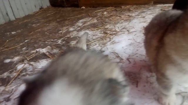 хасята , 1 месяц смотреть онлайн