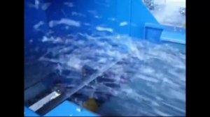 Вихретоковый сепаратор. Сепарация алюминия. http://www.netmus.ru