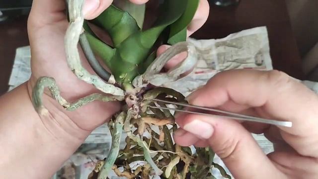 #Посадка в БАНКУ! #Орхидея в закрытой системе. смотреть онлайн