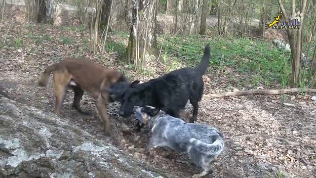Дрессировка стаи собак, прыжок через дерево с игрушкой все вместе смотреть онлайн