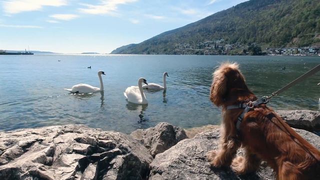 🐶 Travelling with a dog in a car 🇨🇭 Switzerland🐾 Funny dog video🐕 English Cocker Spaniel - Robby смотреть онлайн