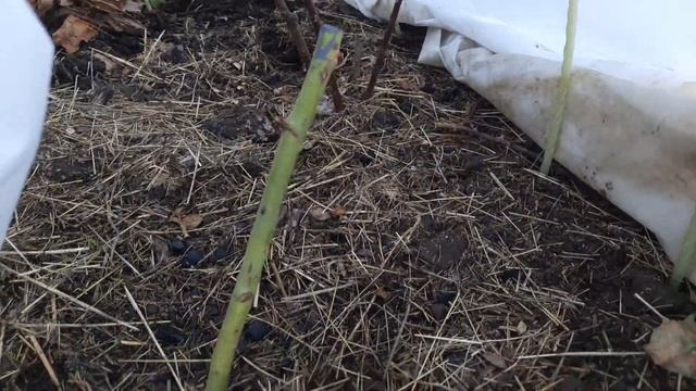 Морозобоины на розах. Пришлось убрать побеги. Северо-Западный регион. 2021 год смотреть онлайн