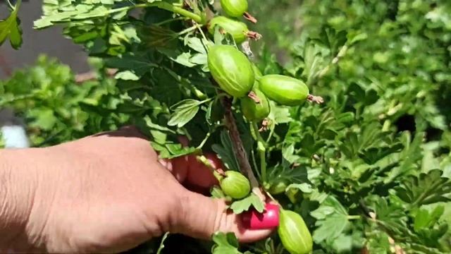 Крыжовник Орфей - я в шоке от урожайности! Один из самых вкусных! Омск, 09.06.2022г. смотреть онлайн