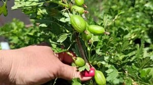 Крыжовник Орфей - я в шоке от урожайности! Один из самых вкусных! Омск, 09.06.2022г.