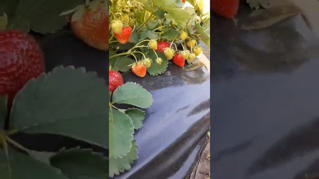 земляника Альфа центавра.