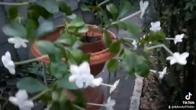 Брунфельсия - сказочное растение смотреть онлайн