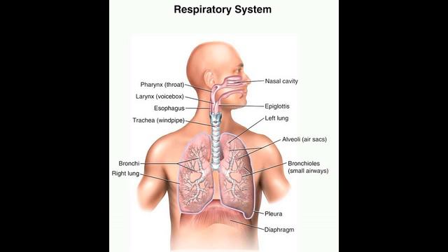 Professor Mo Video #8 Vital Signs - Respirations Part 1 смотреть онлайн