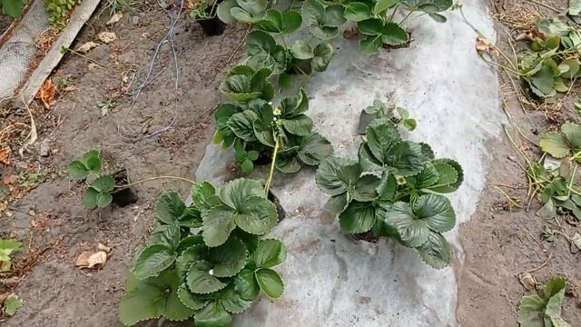 Как получить качественную рассаду клубники смотреть онлайн