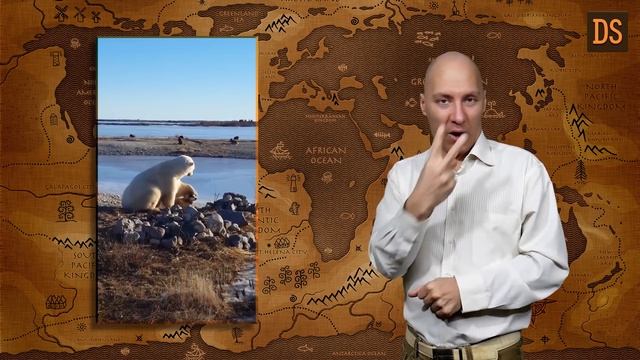 Белый медведь гладит собаку. На жестовом языке. смотреть онлайн