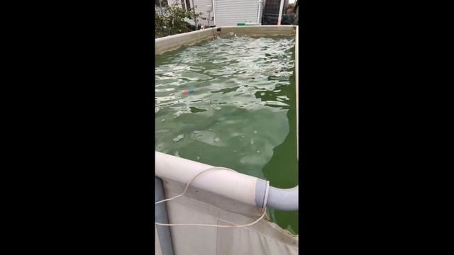 Как снимается покрывало для бассейна из рулонного утеплителя ?) #shorts смотреть онлайн