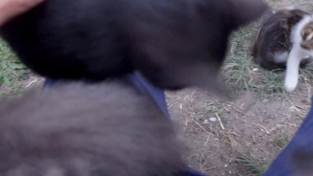 Бездомные котята Влюбляется Мужчину смотреть онлайн