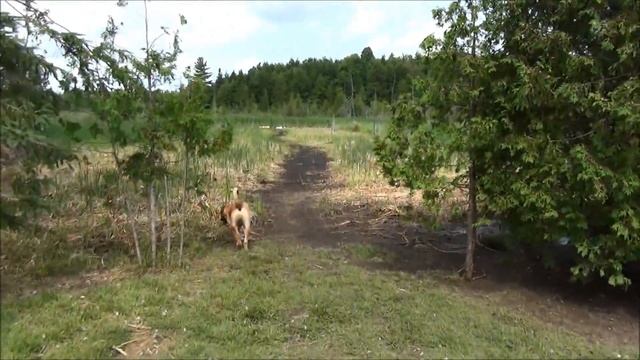 Forced Dug To Come Out Today For The Duck's Morning Rush #67 Hatching Ducklings Ducks смотреть онлайн