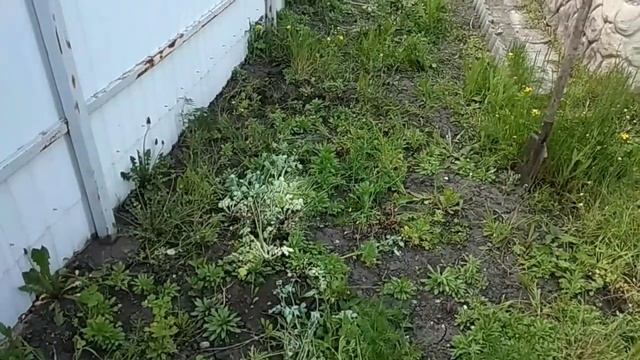 БОРЮСЬ С ТРАВОЙ ОКОЛО ДОМА. АГРОКИЛЛЕР В ПОМОЩЬ. смотреть онлайн