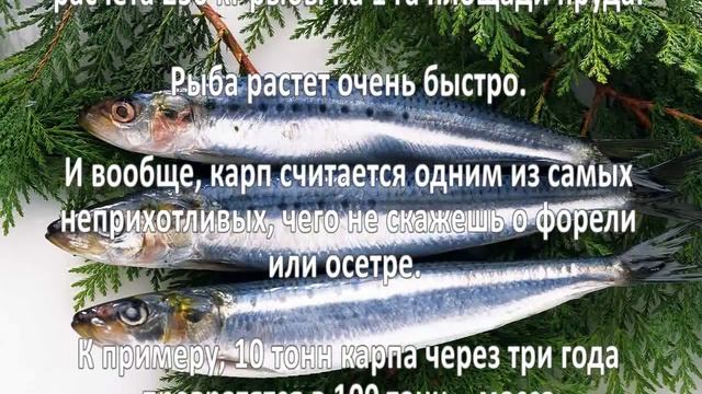 Разведение рыбы как бизнес смотреть онлайн