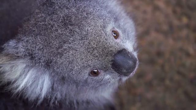 Красивое видео с коалами (футаж, скачать)