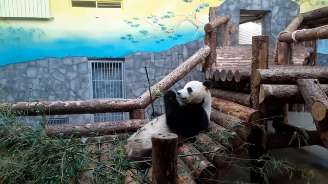 Панда , перерыв на обед. смотреть онлайн