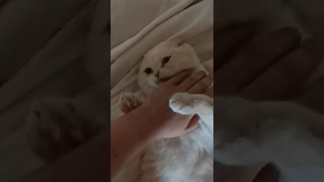 Кот шотландец кусает за руку смотреть онлайн