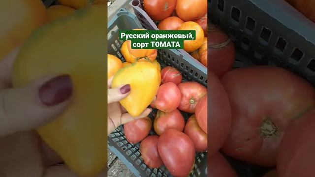 сорт ТОМАТА,, русский оранжевый,, смотреть онлайн