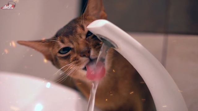 Anti Anxiety Music for Cats! Soothing Music for Cats to Relieve Stress & Anxiety (Cat Purring Sound смотреть онлайн