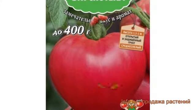 Томат обыкновенный Малиновый рассвет ? обзор: как сажать, семена томата Малиновый рассвет смотреть онлайн