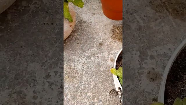 How To Protect Petunia  🌺🌸 Flower From Fungus