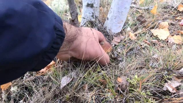 СЛАБОНЕРВНЫМ НЕ СМОТРЕТЬ! ПОДОСИНОВИКИ ПОЛЯНАМИ НА КАЖДОМ ШАГУ! БЕЛЫЕ ГРИБЫ БОРОВИКИ! ВОЛШЕБНЫЙ ЛЕС
