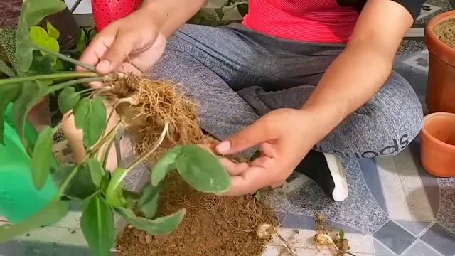 Easy and Fastest Propagation Method || Drimiopsis Maculata || Gardening is My Passion смотреть онлайн