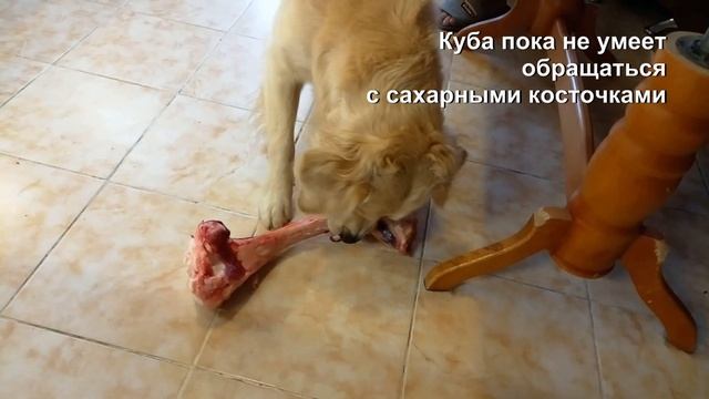 Куба и его первая сахарная косточка смотреть онлайн