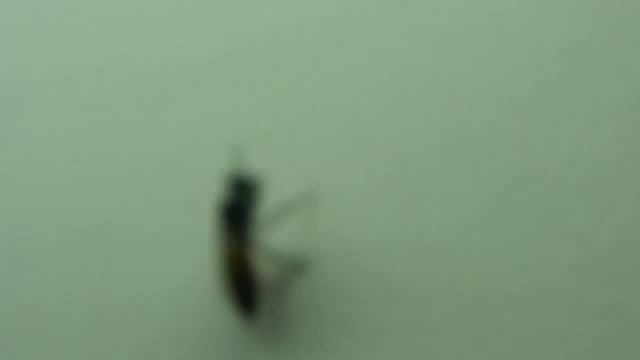 Nikon L120 camera Sample смотреть онлайн