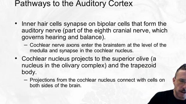 PSYCO 275 - Section B2 - Winter 2022 - Midterm 2 - Chapter 10 - Hearing смотреть онлайн