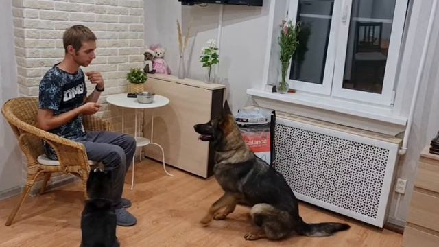 Probalance Immuno Adult Active смотреть онлайн