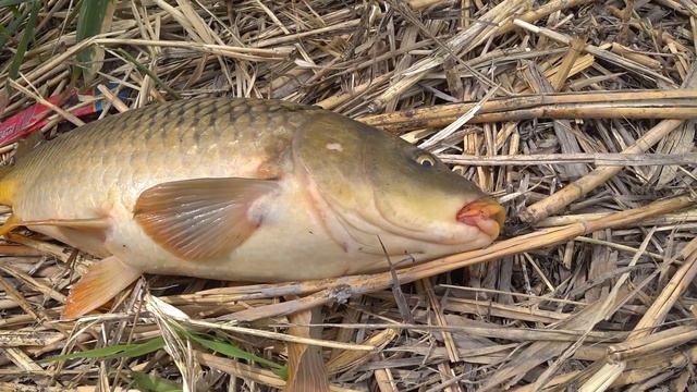 Клевал исключительно сазан! смотреть онлайн