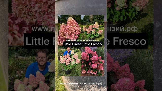 Гортензия метельчатая (Hydrangea paniculata `Little Fresco`)"Литл Фреско"/Литл Фрейз-высотой до 60с смотреть онлайн