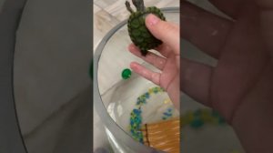 Маленькие красноухие черепахи как  опредилить пол