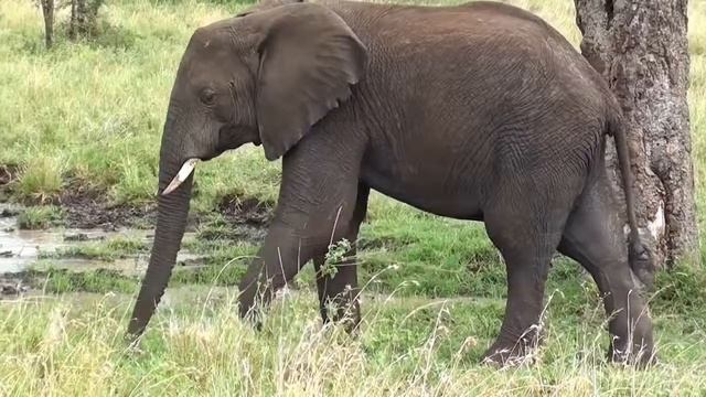 Видео про слонов для детей смотреть онлайн