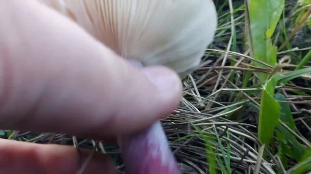 Mor Russula Mantarı смотреть онлайн
