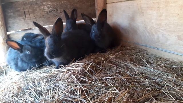 Кролики!!!Новый окрол!!!Много новостей!!!Жизнь в деревне!!! смотреть онлайн
