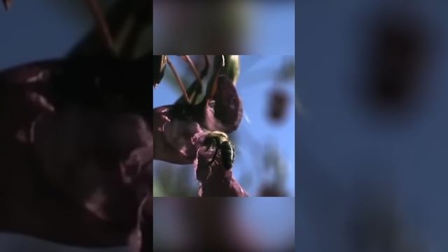 Хура взрывающаяся — природный динамит? #shorts смотреть онлайн