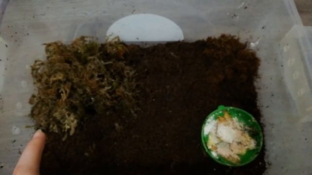 Моя коллекция улиток ахатин и архахатин смотреть онлайн