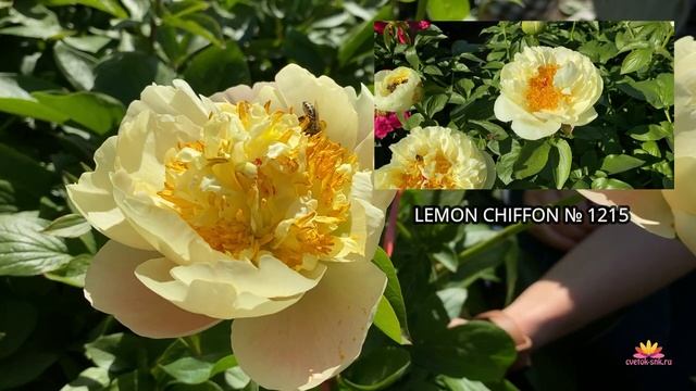 В гостях у Ворошиловой. Сеянцы пионов. Часть 3 / Сад Ворошиловой смотреть онлайн