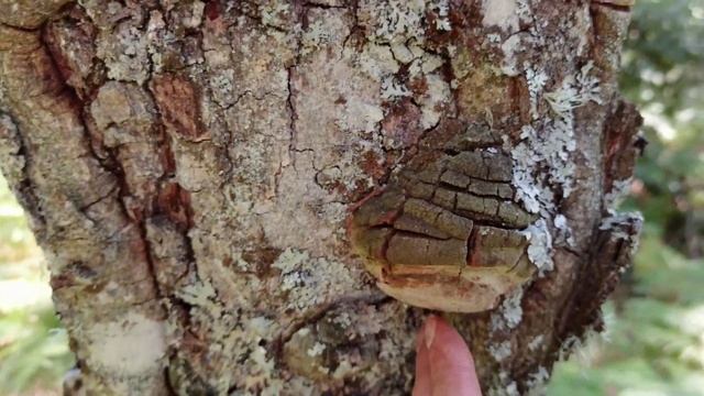 Phellinus robustus. El yesquero de roble. Identificación. смотреть онлайн