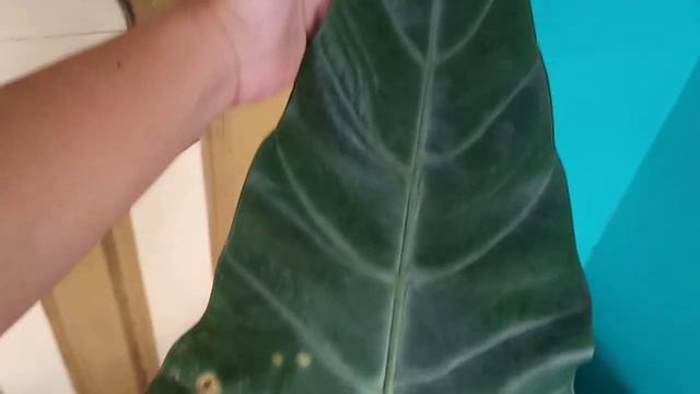 Alocasia Zebrina || Alocasia Trigana || Alocasia Longiloba ll Serupa Tapi Tak Sama смотреть онлайн