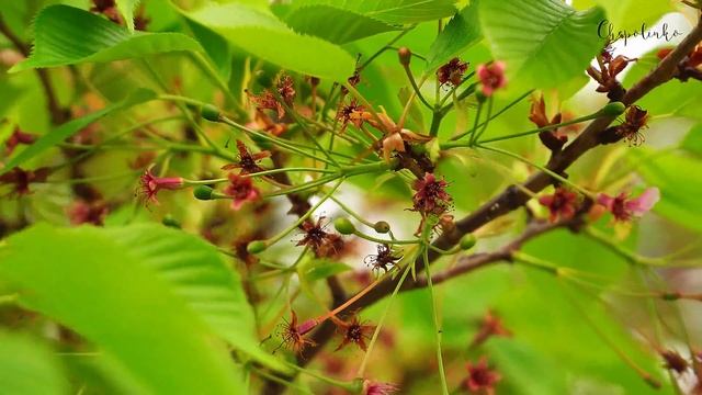 РУССКИЙ ЯЗЫК В ЯПОНИИ: Японские школы и самообразование смотреть онлайн