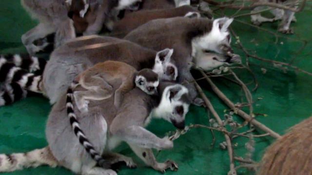 Лемуры (часть1) 21.04.17 Новосибирский зоопарк смотреть онлайн