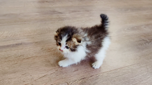 Первые шаги маленького котенка. детка #котята