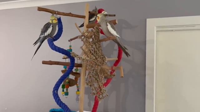 This Will Make Your Bird Happy 🦜The Bird Sanctuary _ 2hrs of Singing смотреть онлайн