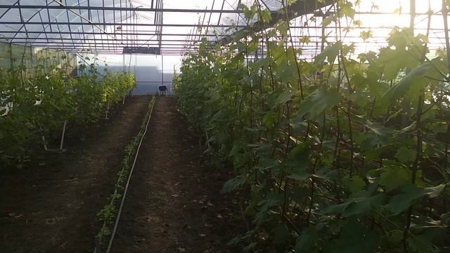 Виноград.Начало цветения 15.05.2021. смотреть онлайн