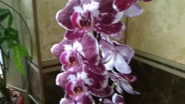Фаленопсис Chian Xen Pearl. Узнай свою орхидею. смотреть онлайн